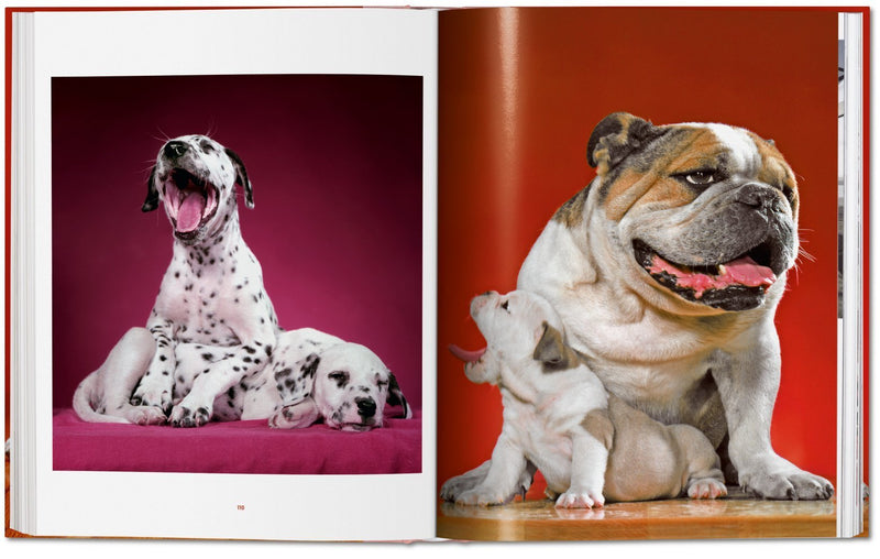 media image for walter chandoha dogs photographs 1941 1991 5 220