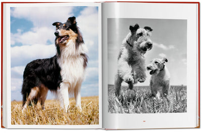 product image for walter chandoha dogs photographs 1941 1991 10 59
