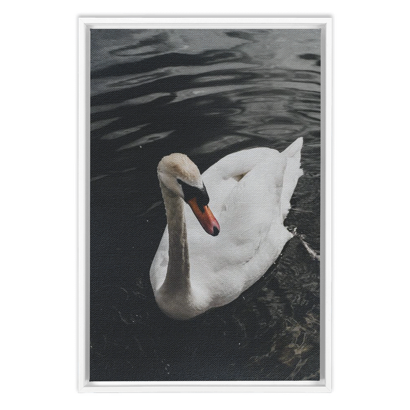 media image for swan framed canvas 1 213