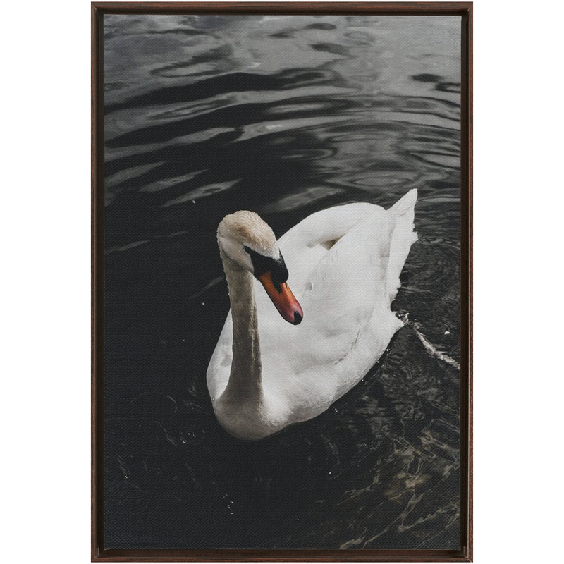 media image for swan framed canvas 20 215