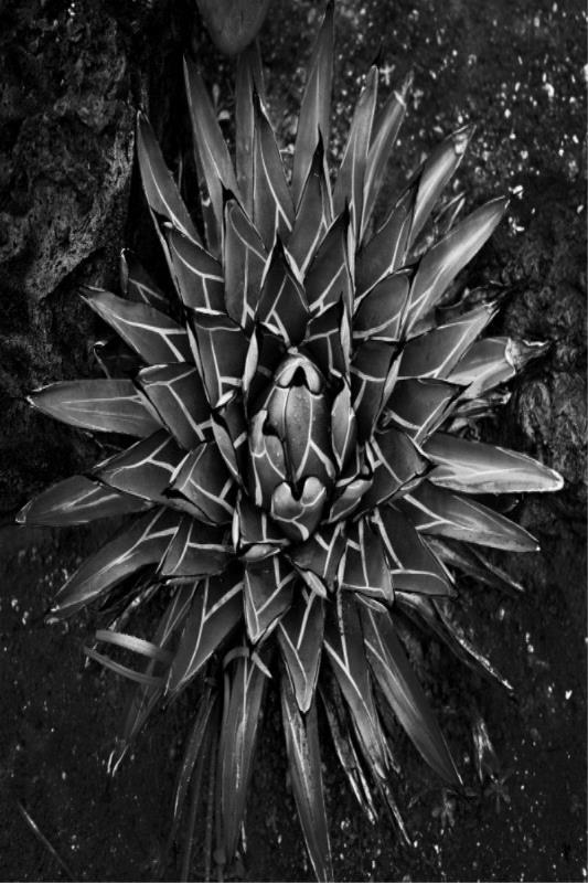 media image for vintage succulent i by bd art gallery lba 52bu0109 ibg bu fr1608 6 249