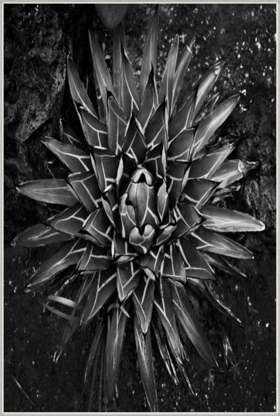 product image for vintage succulent i by bd art gallery lba 52bu0109 ibg bu fr1608 5 90
