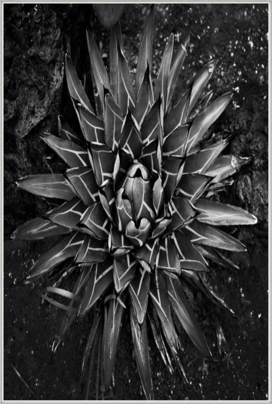 media image for vintage succulent i by bd art gallery lba 52bu0109 ibg bu fr1608 5 25