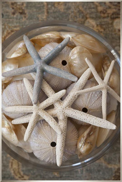 product image for layered starfish by shopbarclaybutera 1 94