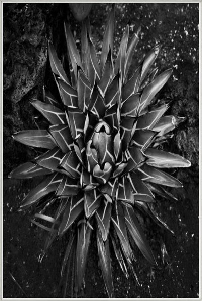 product image for vintage succulent i by bd art gallery lba 52bu0109 ibg bu fr1608 2 76