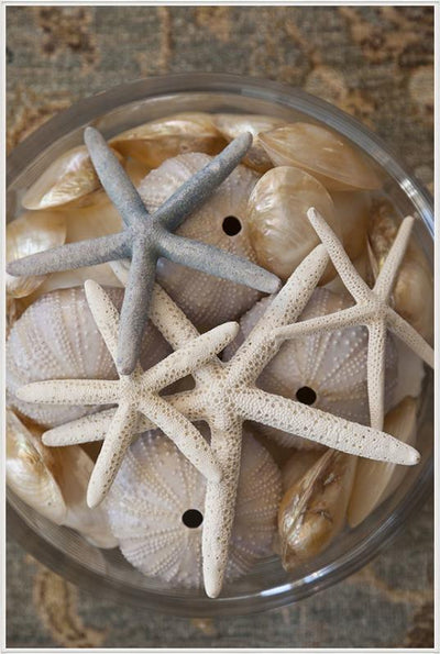 product image for layered starfish by shopbarclaybutera 2 87