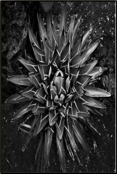 product image for vintage succulent i by bd art gallery lba 52bu0109 ibg bu fr1608 4 55