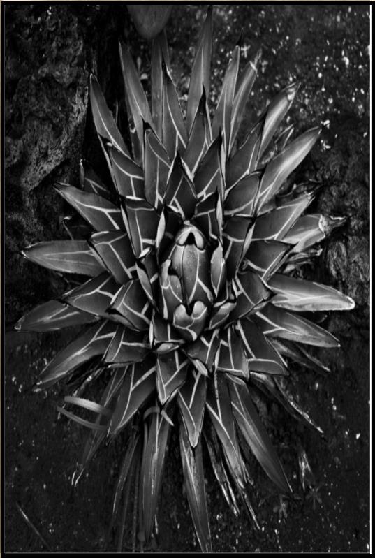 media image for vintage succulent i by bd art gallery lba 52bu0109 ibg bu fr1608 4 235