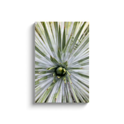 product image for yucca canvas print 4 61