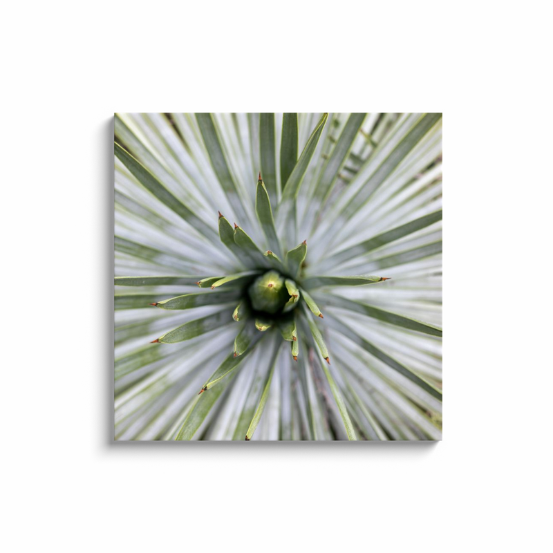 media image for yucca canvas print 9 288