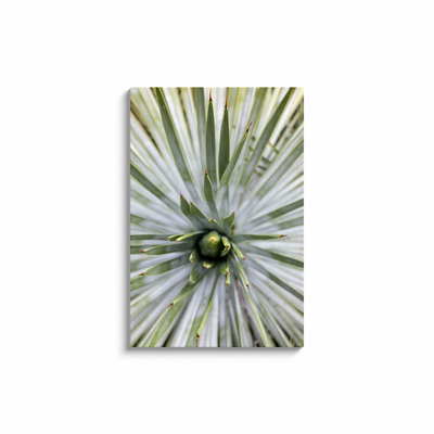 product image for yucca canvas print 10 45