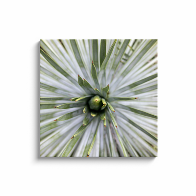 product image for yucca canvas print 8 32