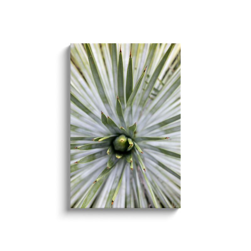 media image for yucca canvas print 6 237