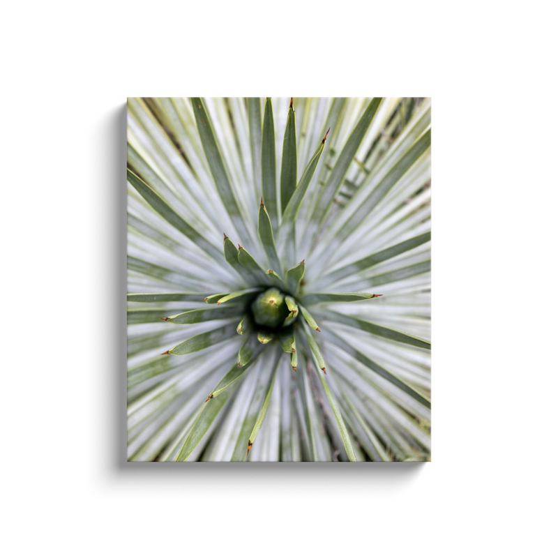 media image for yucca canvas print 5 279