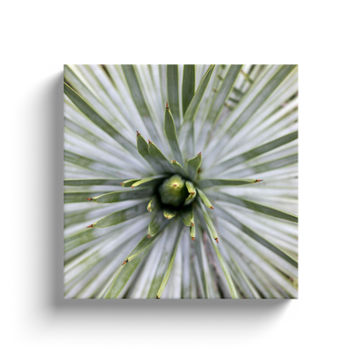 product image for yucca canvas print 2 54