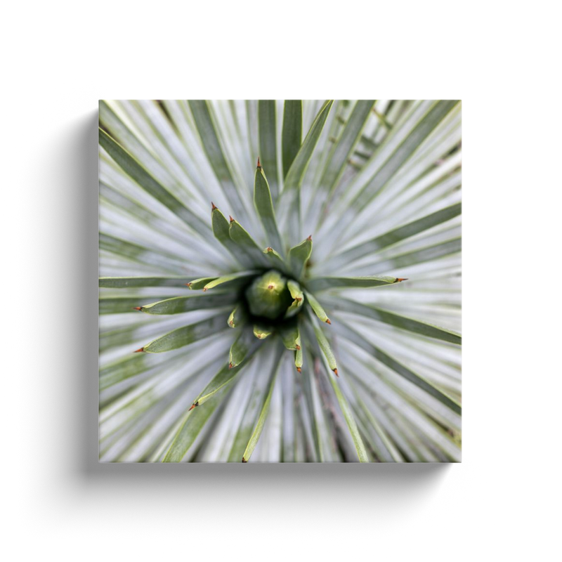 media image for yucca canvas print 2 225