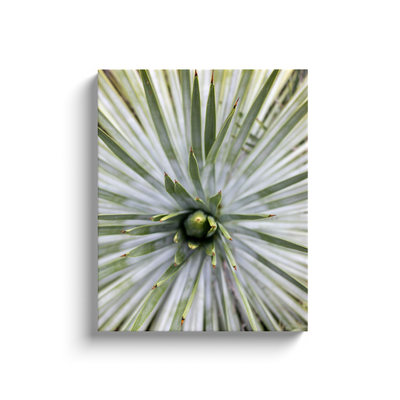 product image for yucca canvas print 3 31