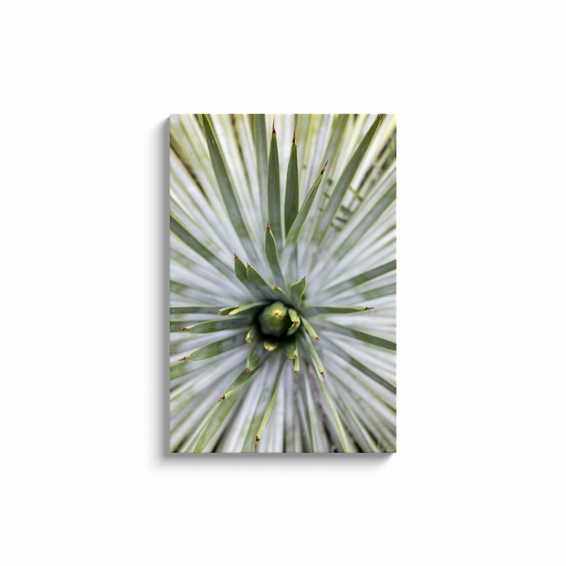 media image for yucca canvas print 7 275