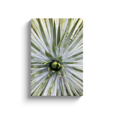 product image of yucca canvas print 1 524