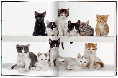 product image for walter chandoha cats photographs 1942 2019 3 81