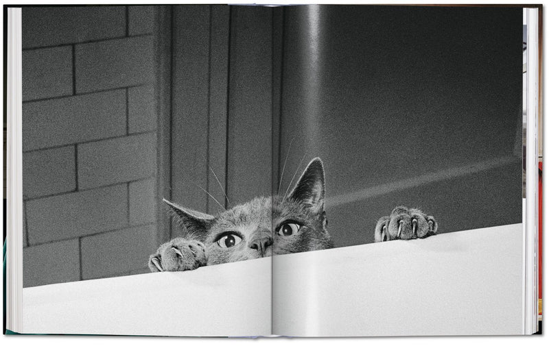 media image for walter chandoha cats photographs 1942 2019 13 285