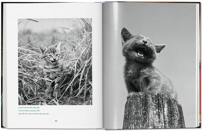 product image for walter chandoha cats photographs 1942 2019 16 83