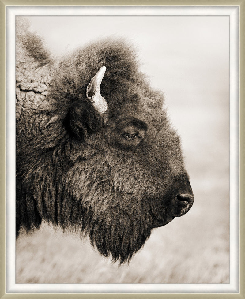 media image for badlands bison 1 243